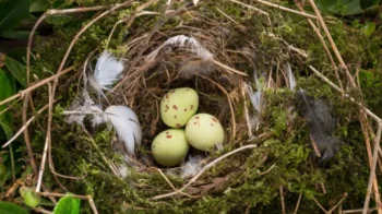 What Is a Bird Nesting Divorce in the UK?